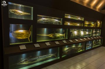 Museu Oceanográfico de Balneário Piçarras - Conheça esse lugar incrível!
